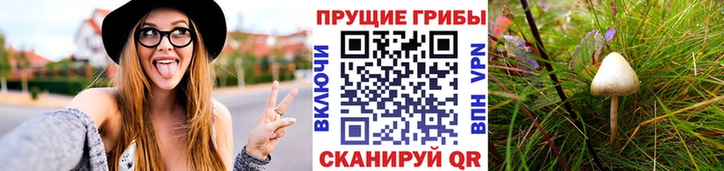 Псилоцибиновые грибы GOLDEN TEACHER  Торжок 